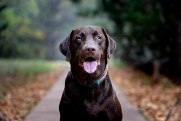 Labrador braun 10 Fakten die Sie wissen müssen! labradortipps.de Labrador braun 10 Fakten die Sie wissen müssen! labradortipps.de